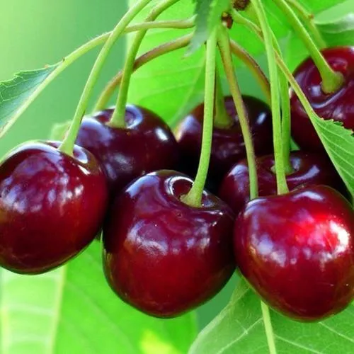 Вишня ВЯНОК в Слуцке