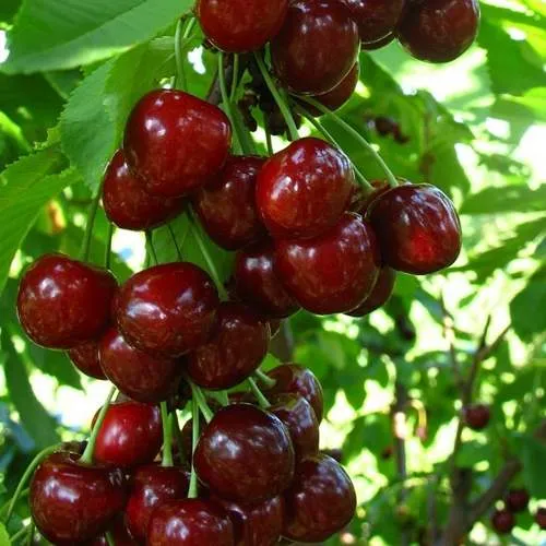 Вишня ВОСТОРГ колонновидная в Слуцке