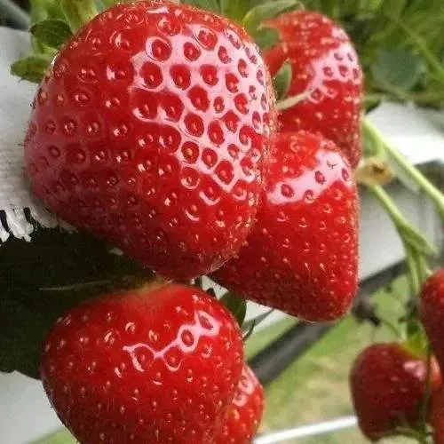 Клубника АРГЕНТЕРА  Клубника АРГЕНТЕРА в Слуцке