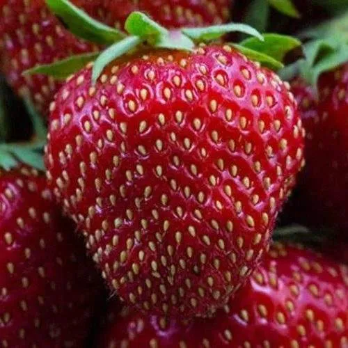 Клубника НАНДИ  Клубника НАНДИ в Слуцке