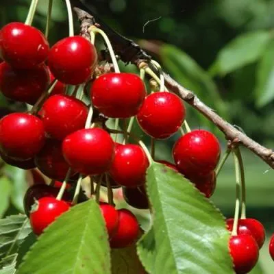 Вишня кустовая в Слуцке