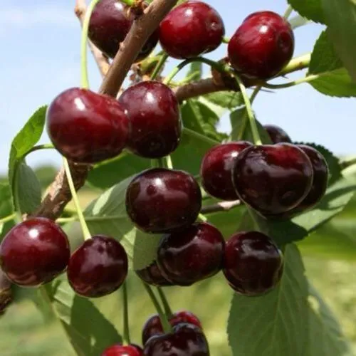 Вишня ГРИОТ БЕЛОРУССКИЙ в Слуцке