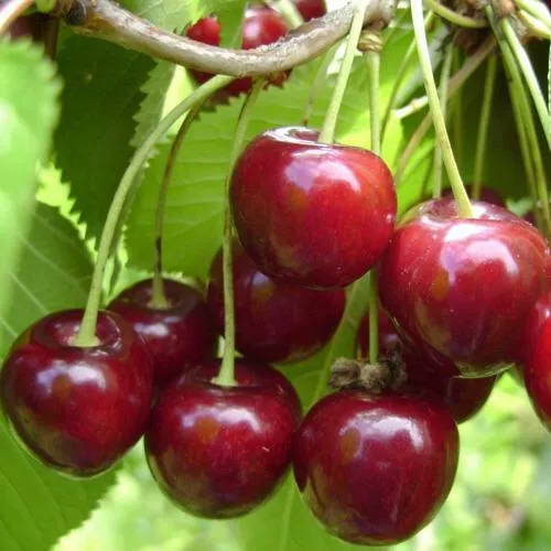 Вишня ХАРИТОНОВСКАЯ в Слуцке