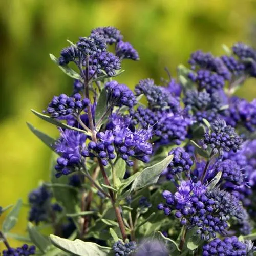 кариоптерис.jpg кариоптерис.jpg