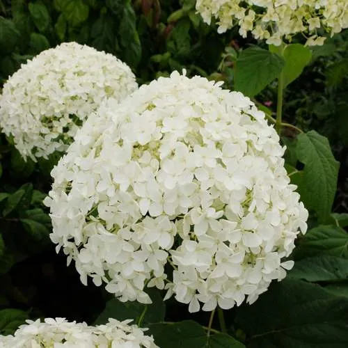 Гортензия древовидная.jpg