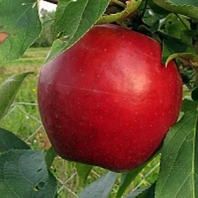 Яблоня РЕДФРИ в Слуцке