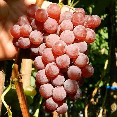 Саженцы винограда КИШМИШ КРАСНЫЙ Саженцы винограда КИШМИШ КРАСНЫЙ