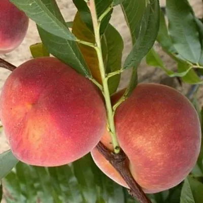 Персик ЮБИЛЕЙ СТОЛИЦЫ колонновидный  Персик ЮБИЛЕЙ СТОЛИЦЫ колонновидный в Слуцке