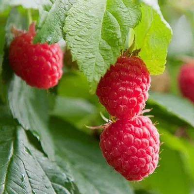 Малина МАРАВИЛЛА  Малина МАРАВИЛЛА в Слуцке