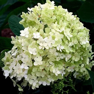 Гортензия СТЕРИЛИС древовидная  в Слуцке