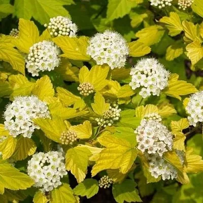 Пузыреплодник ДАРТС ГОЛД  Пузыреплодник ДАРТС ГОЛД в Слуцке