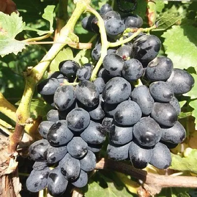 Виноград КИШМИШ АТТИКА  Виноград КИШМИШ АТТИКА в Слуцке