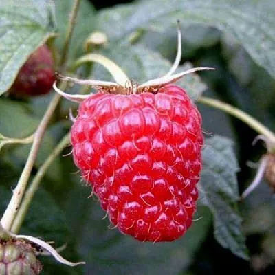 Малина ремонтантная Полана Малина ремонтантная Полана