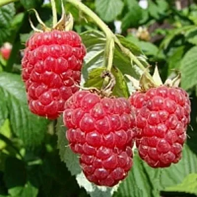 Малиновое дерево ТАРУСА  Малиновое дерево ТАРУСА в Слуцке