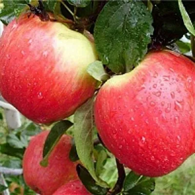 Яблоня ЖЕНЕВА (ЖЕНЕВА ЭРЛИ) в Слуцке