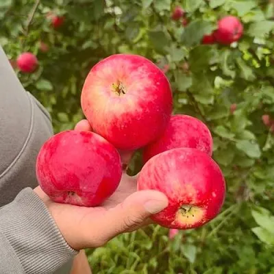 Яблоня АКСЕНА в Слуцке