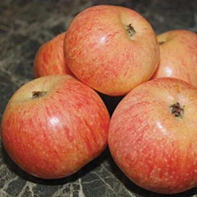 Яблоня КОНФЕТНОЕ в Слуцке