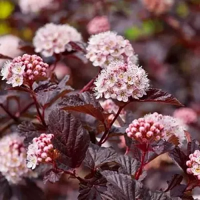 Пузыреплодник АНДРЕ   Пузыреплодник АНДРЕ  в Слуцке