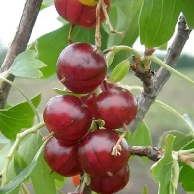 Смородина золотистая КЛЮКВЕННАЯ  Смородина золотистая КЛЮКВЕННАЯ в Слуцке