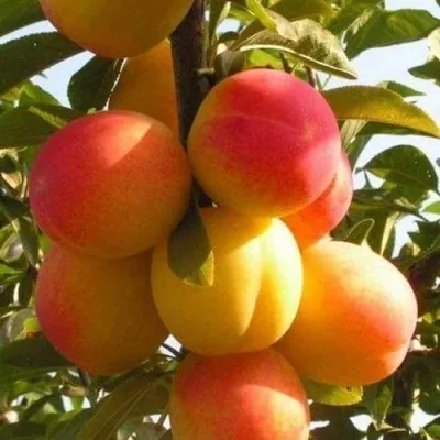 Слива ВЕТРАЗЬ-2 — описание сорта Слива ВЕТРАЗЬ-2 в Слуцке