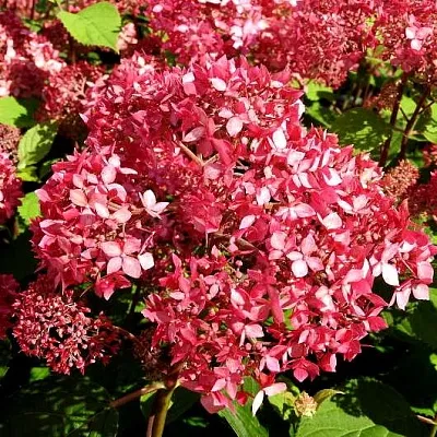 Гортензия ПИНК ПИНКЬЮШН древовидная в Слуцке