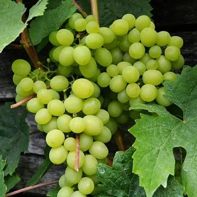 Виноград АЛЕШЕНЬКИН  Виноград АЛЕШЕНЬКИН в Слуцке