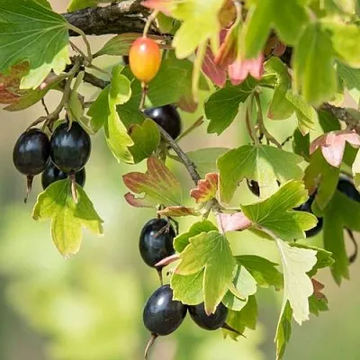 Смородина золотистая БЛЭЙКСТ  Смородина золотистая БЛЭЙКСТ в Слуцке