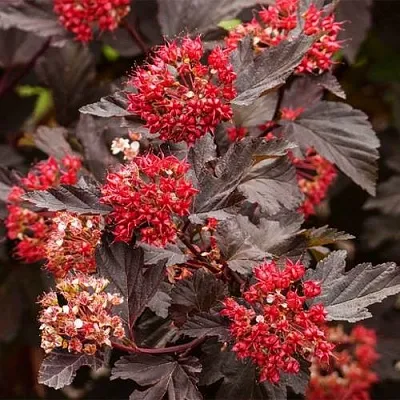 Пузыреплодник РЕД БАРОН  Пузыреплодник РЕД БАРОН в Слуцке