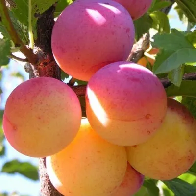 Слива ВЕТРАЗЬ-2 — описание сорта Слива ВЕТРАЗЬ-2 в Слуцке