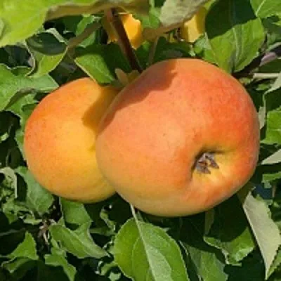 Яблоня АНТОНОВКА ЗОЛОТАЯ в Слуцке