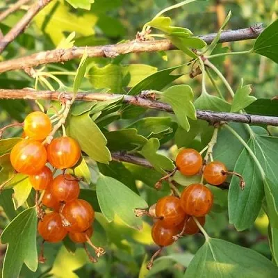 Смородина золотистая ЛЯЙСАН  Смородина золотистая ЛЯЙСАН в Слуцке