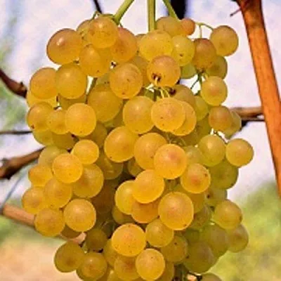 Виноград КИШМИШ КОКТЕЙЛЬ  Виноград КИШМИШ КОКТЕЙЛЬ в Слуцке