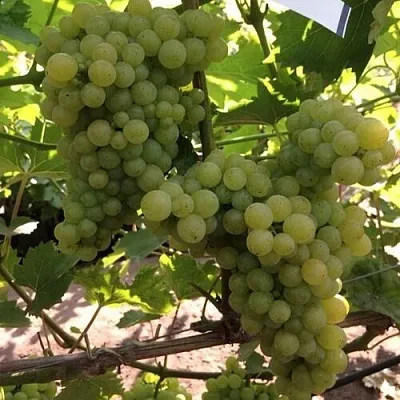 Виноград КИШМИШ 311  Виноград КИШМИШ 311 в Слуцке