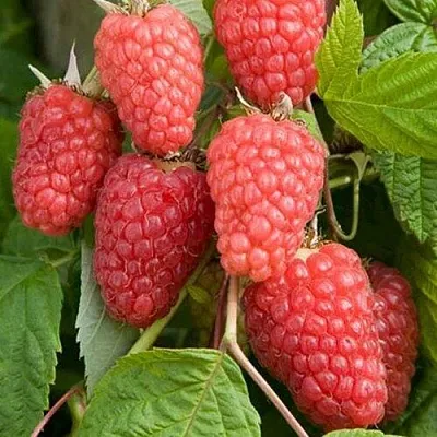 Малина КАСКАД ДЕЛАЙТ  Малина КАСКАД ДЕЛАЙТ в Слуцке