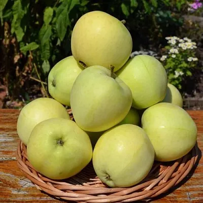 Яблоня ПАПИРОВКА в Слуцке