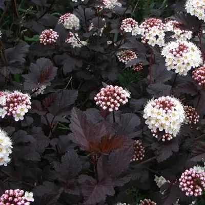 Пузыреплодник ДИАБЛО  Пузыреплодник ДИАБЛО в Слуцке