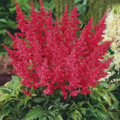 Астильба МОНТГОМЕРИ японская в Слуцке