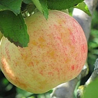 Яблоня ЛЕТНЕЕ СЛАДКОЕ в Слуцке