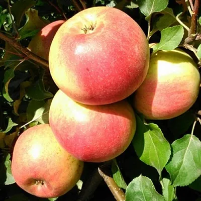 Яблоня ЭМБАССИ в Слуцке