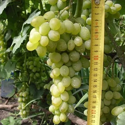 Виноград АНАНАСНЫЙ РАННИЙ  Виноград АНАНАСНЫЙ РАННИЙ в Слуцке