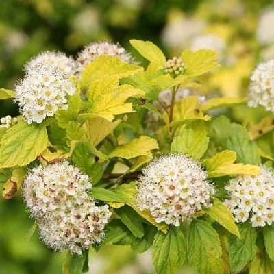 Пузыреплодник АНГЕЛ ГОЛД  Пузыреплодник АНГЕЛ ГОЛД в Слуцке