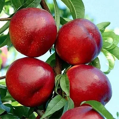 Нектарин БИГ-ТОП в Слуцке