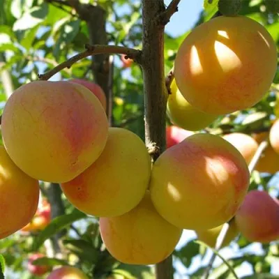 Слива ВЕТРАЗЬ-2 — описание сорта Слива ВЕТРАЗЬ-2 в Слуцке