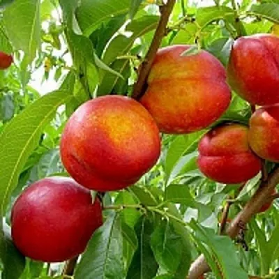 Нектарин ХАРБЛЕЙЗ в Слуцке