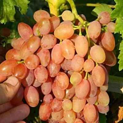 Виноград КИШМИШ ЛУЧИСТЫЙ  Виноград КИШМИШ ЛУЧИСТЫЙ в Слуцке