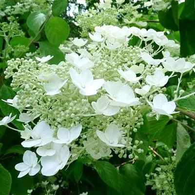 Гортензия УАЙТ ДОМ древовидная в Слуцке