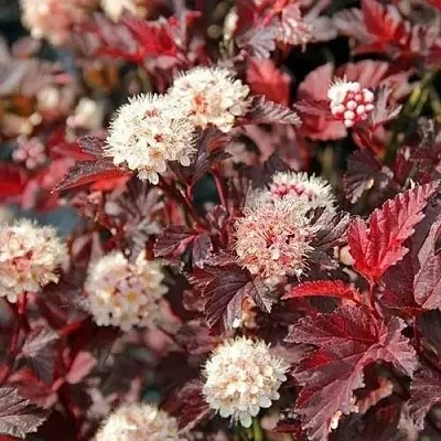 Пузыреплодник ЛЕДИ ИН РЕД  Пузыреплодник ЛЕДИ ИН РЕД в Слуцке