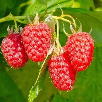 Малина ИЗОБИЛЬНАЯ  Малина ИЗОБИЛЬНАЯ в Слуцке