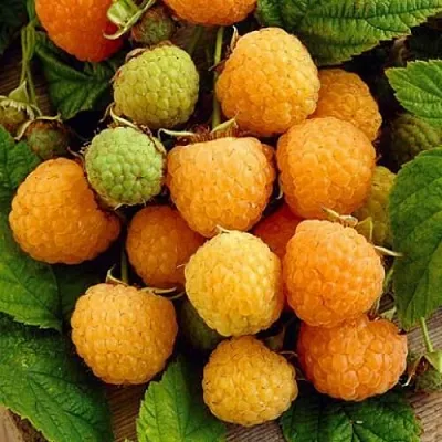 Малина ремонтантная Жёлтый гигант Малина ремонтантная Жёлтый гигант