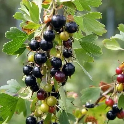 Смородина золотистая ПЛОТНОМЯСАЯ  Смородина золотистая ПЛОТНОМЯСАЯ в Слуцке